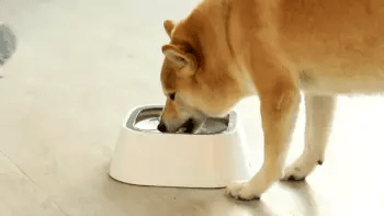 AquaPup Okos itató